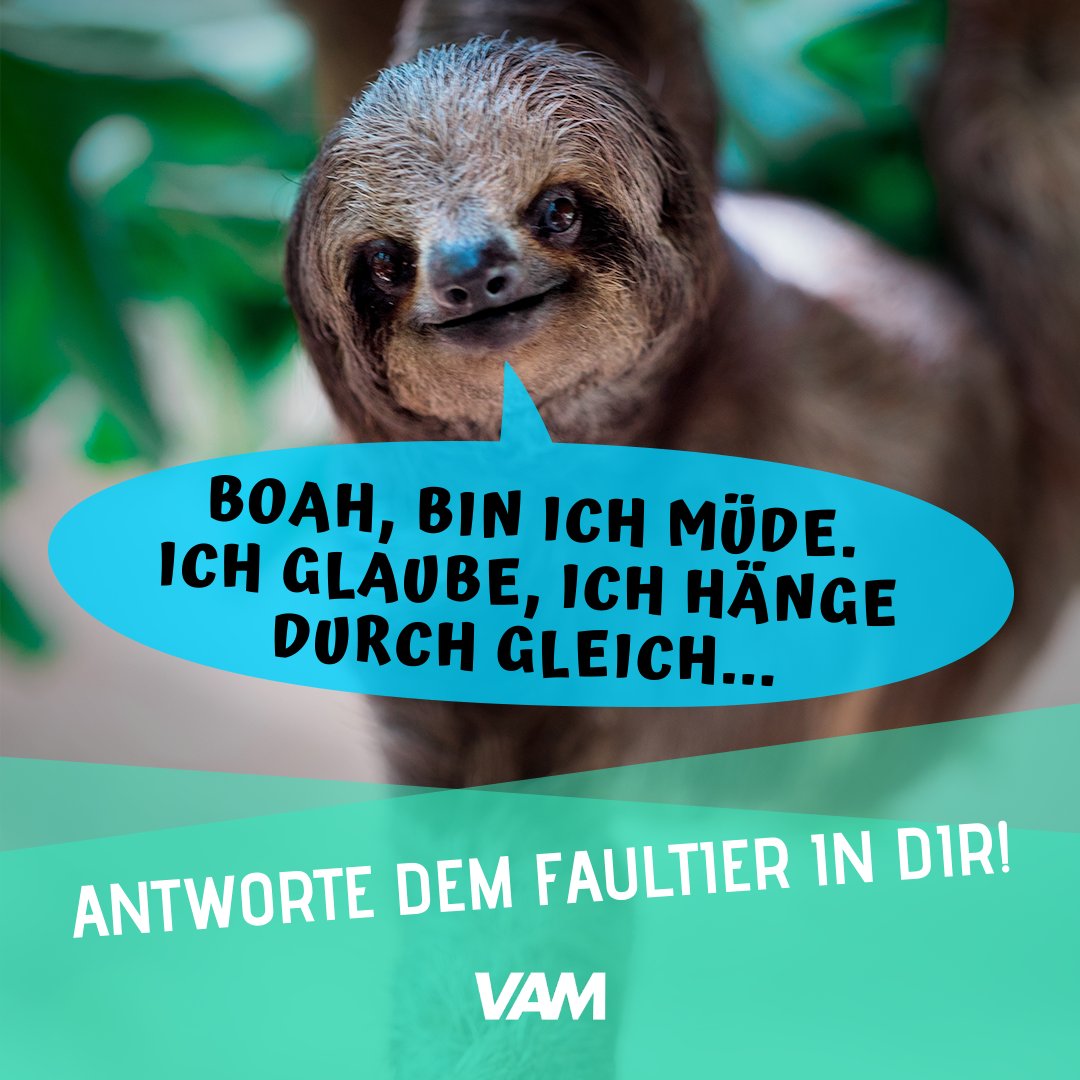 vamfitteam's tweet photo. Das Faultier in dir möchte dich schlafen sehen.

Höre nicht drauf und werde aktiv! 🦥❌

Welche Aktivitäten hast du heute Abend noch vor?
Was ist deine Antwort an dein Faultier?

#faultier #vitalize #activate #motivate #motivation #muchomotivert #yeswevam #vamfitteam https://t.co/ea6XZItfr1