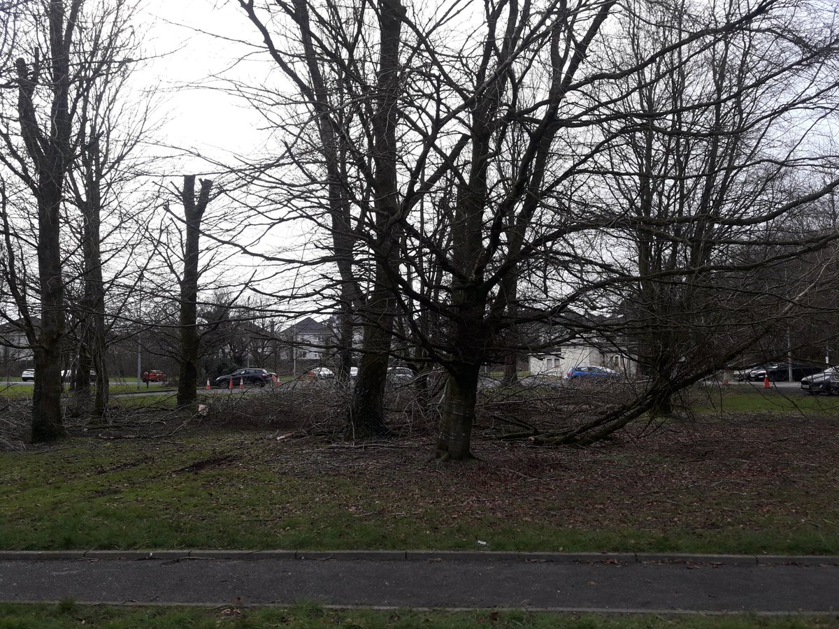 HSEPMSHW's tweet photo. So sad on my walk home. The storms have really taken their toll in Merlin Park. Where once there were trees! @CHO2west @HealthyIreland @hsestaffhealth https://t.co/9TayGzbDr1