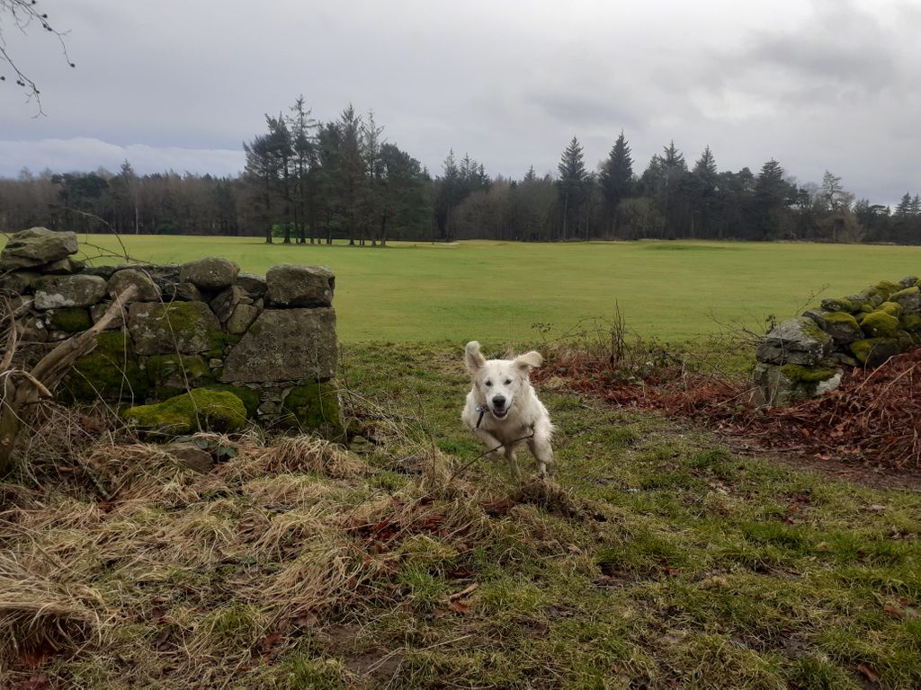 Dog Days Dog Walking Services. Est. 2008. tweet media