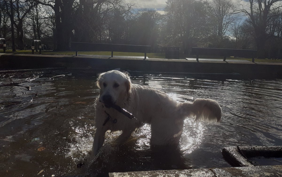 Dog Days Dog Walking Services. Est. 2008. tweet media