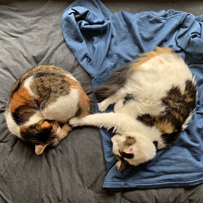 When sometimes you just need to touch someone. https://t.co/iFWuoMZhU1 https://t.co/T9pw7QgOqU<a href="/tag/hungrybuthorny"class="tags"><span>#hungrybuthorny</span></a>