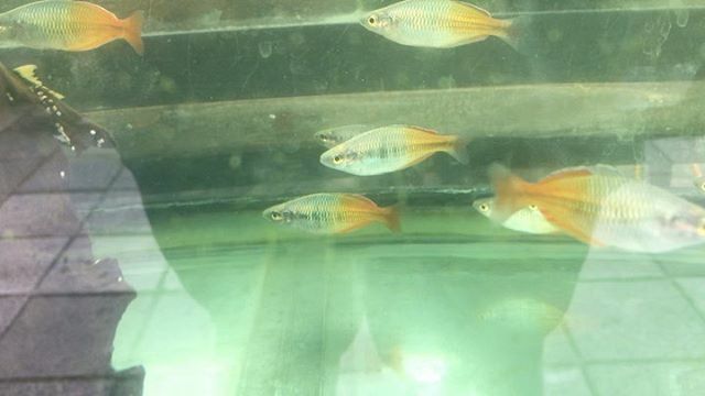 TropicalFishMia's tweet photo. Check out our new Boesemani Rainbowfish that just came in !! These fish love to school in large groups and do great in community tanks. Stop by and take a look 🐠��� Watch #Instavideo:https://t.co/Jpy4n0Npes https://t.co/KS7G95UfK2