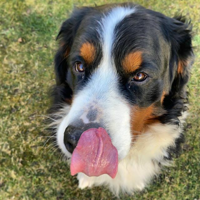 narabernese's tweet photo. Showing my best side for today’s #tongueouttuesday! 🤪😋😛😝😜
@barkbox @dog_rates
.
.
.
#happytot #tonguesouttuesday #tonguesout #tot #cutestface #bernesebrasil #cachorrofofo #bernersennenhund #bernesemountaindoglovers #bmd #bernerlovers #bernese #be… https://t.co/lx0EUGkPup https://t.co/dnAQiqIRwP