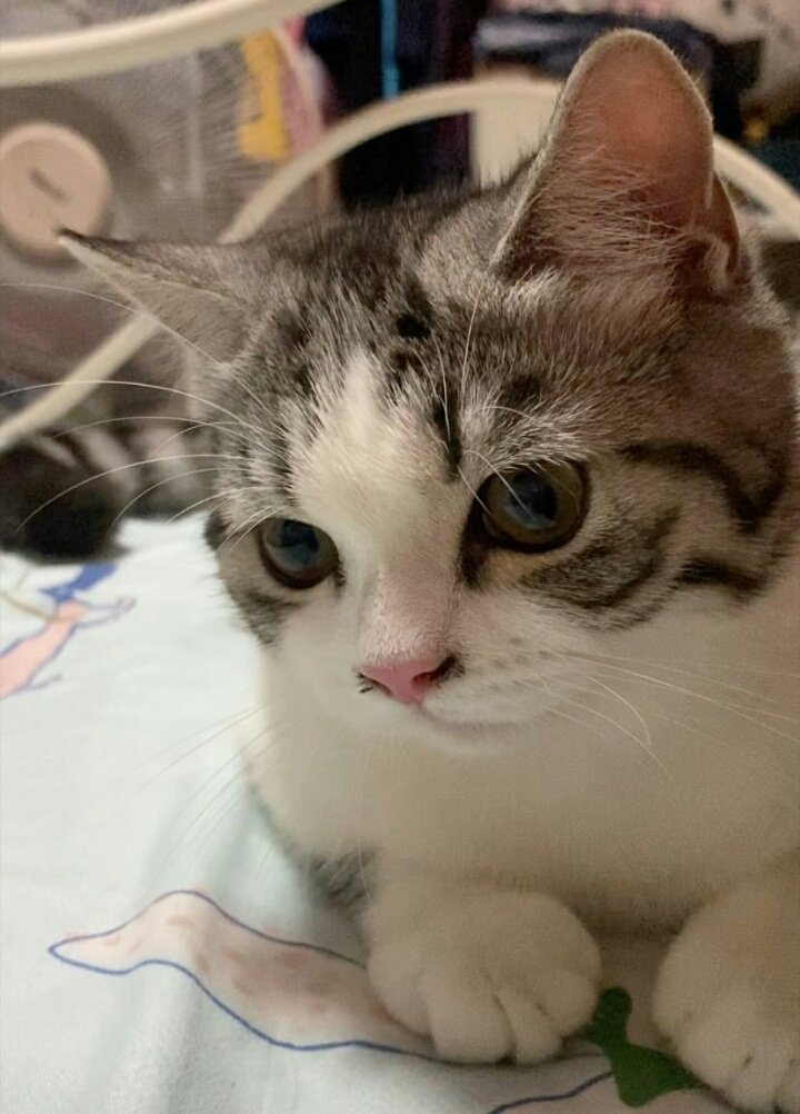 ♡(^・ェ・^) tweet media