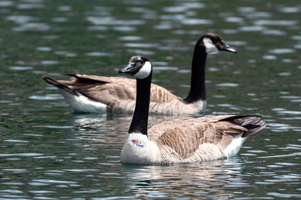 annaastley's tweet photo. @UCOGeese endorse two things: voting today &amp; watching the @UCentralMedia election coverage tonight!! https://t.co/MydXDTtM7M
