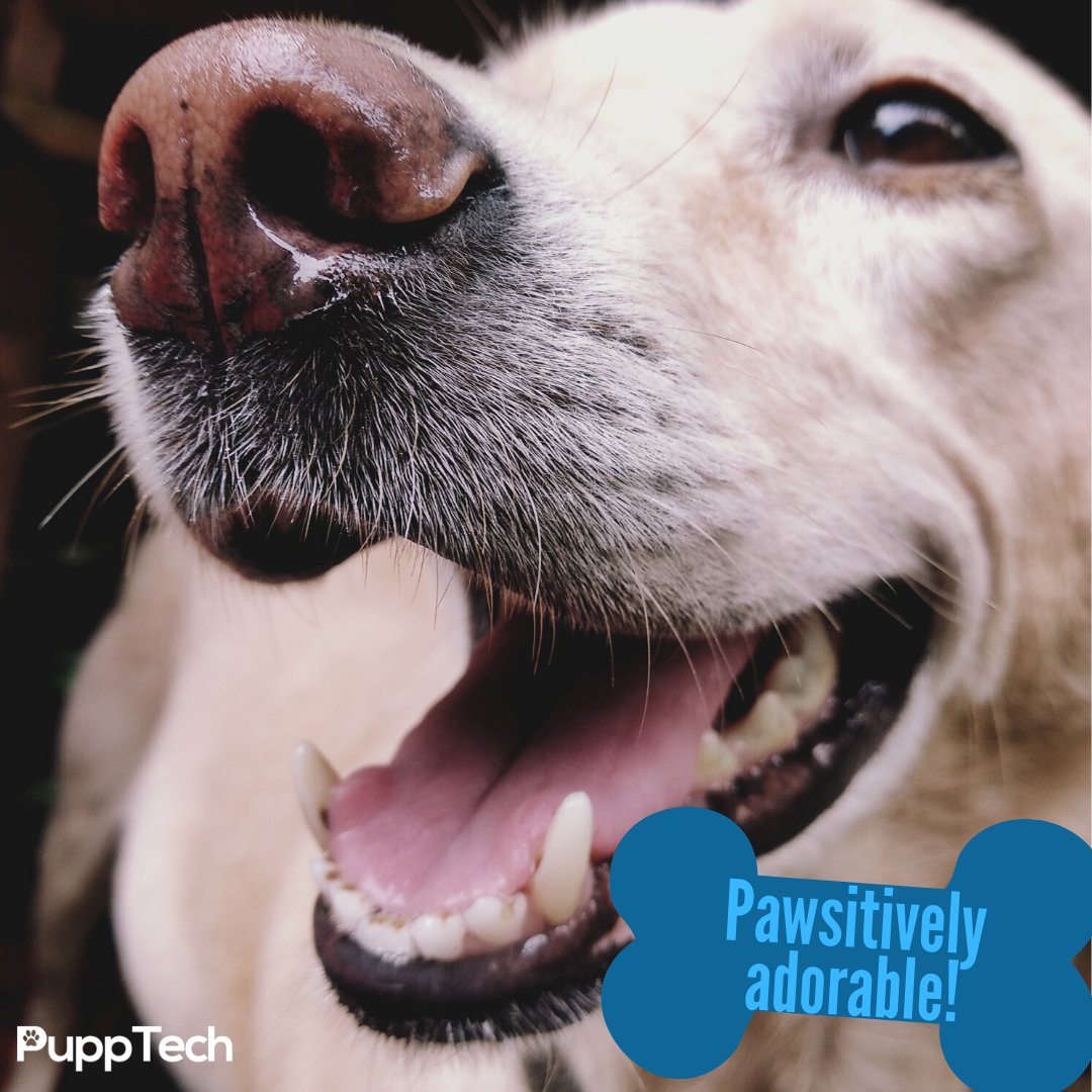 PuppTech's tweet image. Look at that face! 💓

#Dog #DogsOfInstagram #Puppy#Dogs #Pet #InstaDog #Dogstagram #Petstagram #DogLover#DogOfTheDay #cute.#doglovers.#doglife#puppylove#doggo#puppies
#puppiesofinstagram #pupptech #puppcomm #adorabledogs
