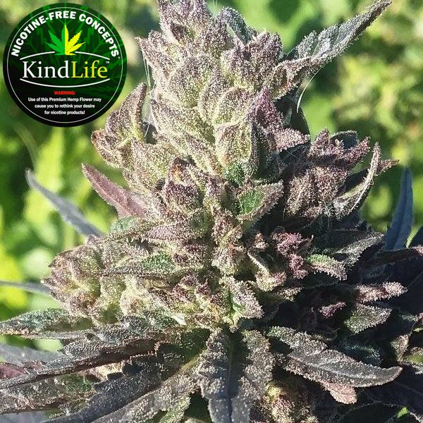 KindLifeLLC's tweet photo. Looking for tips on how to grow the best quality Hemp in Arizona? https://t.co/YRJTnoc86d #Growing #Grow #GrowingTips #GrowTips #HempGrowing #HowTo #HowToGrow #Arizona #Consulting #GrowCBD #DIY #Quality #KindLife #KindLifeCBD #KindredSpirits #Tips #Help #TopRated #GrowingHelp #AZ https://t.co/3lngbpipoa