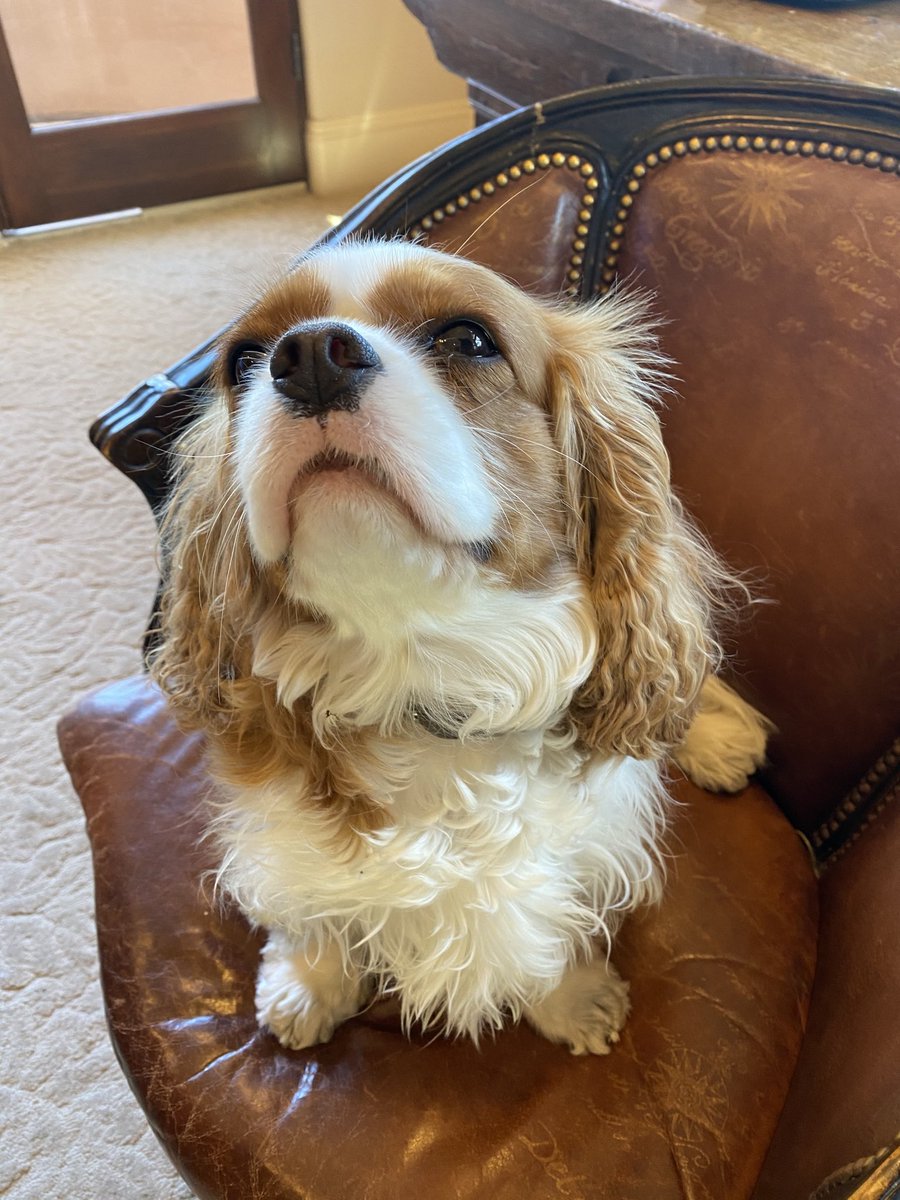 JeffMacke's tweet photo. Bug is trusting me to keep her from the margin clerk Bc the tape seems sort of screwed. Dogs are adorable.
#Bugcam $SPX https://t.co/ReJy1InPac