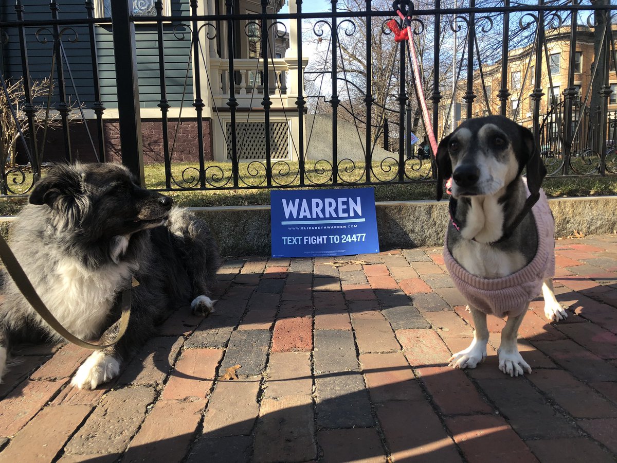 DWaltersdorfer's tweet photo. My doggie Milou showed support for her “fren” @FirstDogBailey and his mom @ewarren this morning. (I did too...) #sheiselectable #ElizabethWarren2020 #PresidentWarren #PrimaryWarren https://t.co/EcBQAy4IaJ