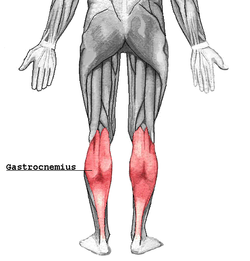 The muscle of the month for February is the Gastrocnemius! Speak to a member of staff at your centre to find exercises to work this muscle.