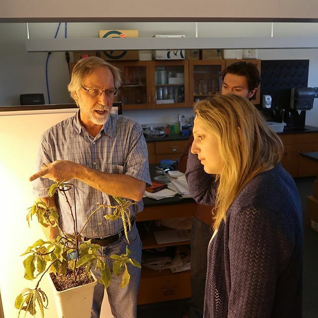 Check out this article about Professor Thomas Klaks work on his American chestnut restoration project and building partnerships with organizations. Link to the article in bio! #uneenv #une #americanchestnut