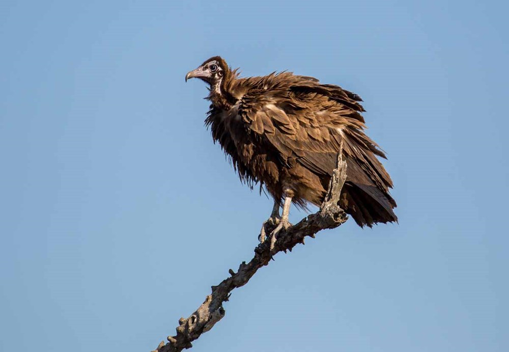 birdwriter's tweet photo. More than 600 recent unexplained vulture deaths in Guinea-Bissau inc the Critically #Endangered Hooded #vulture - read more abt possible causes: https://t.co/15zzgHkxmm #conservation #Africa #Bafata https://t.co/whUyIuFjxr