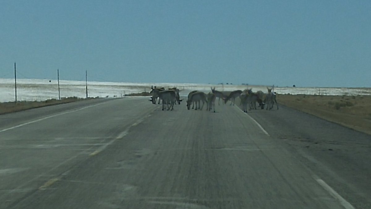 RepLebsock's tweet photo. The only traffic I experienced this week. Antelope. https://t.co/Mbukmmr5bA