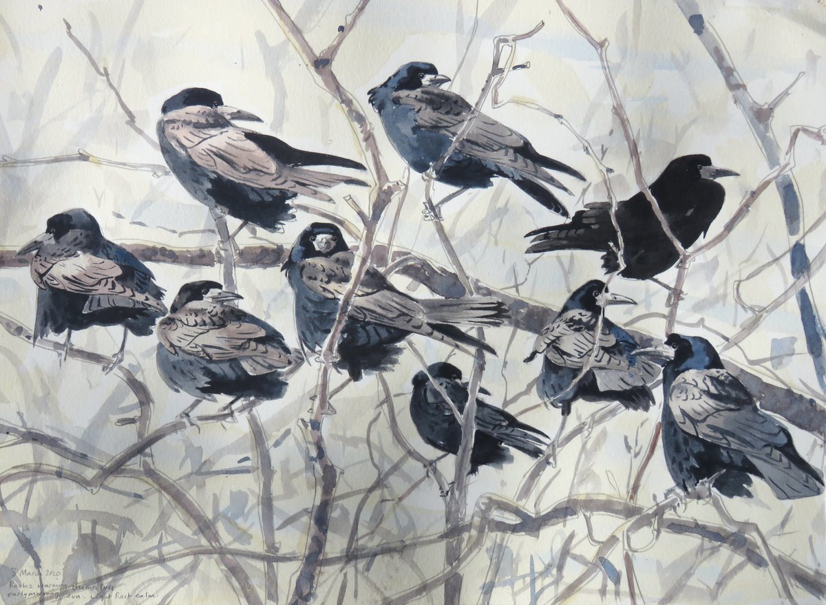 Rooks sunning themselves in early morning. Calm start with light frost. Lots of activity today, especially nest-building.