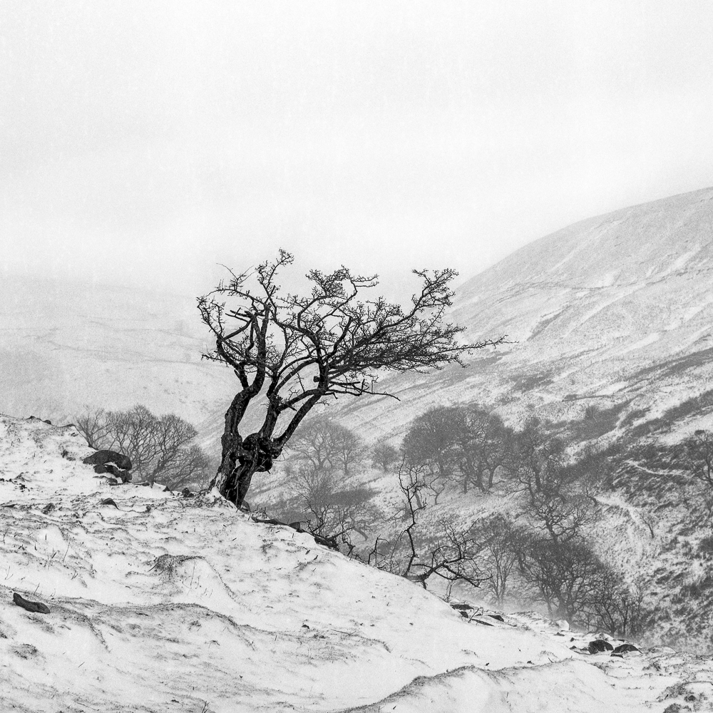 timdobbsphoto's tweet photo. "Snowday" .. Yashicamat  124G on expired FP4 for #ilfordphoto #fridayfavourites #squareshots https://t.co/ofNd41lRCn