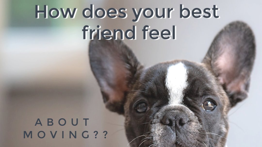 vancorgroup's tweet image. Moving can be hard on everyone involved: adults, kids, and yes... even your pets! Read this great article on making the move easier on your pets and call us if you need help getting Fido into a new home! 519-219-6222 #movingwithdogs #bestfriends
vancorhomes.com/gc_pets