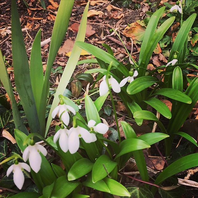 Is that Spring we feel??? One great thing about Spring is all the amazing local produce you will get your hands on! Come by and see us Thurs 2:30-8:30 (and - I assume most of you are in NY but if you are in one of the states voting today- make sure to ge… ift.tt/3cuozQc