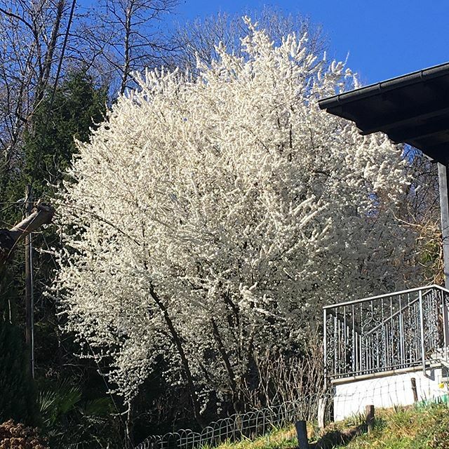 borattpetrolo's tweet photo. Primavera.. #primavera  #fiori #natura #flowers #springiscoming #spring #nature https://t.co/8Ff3RXUlCQ https://t.co/imJDtLEVyr