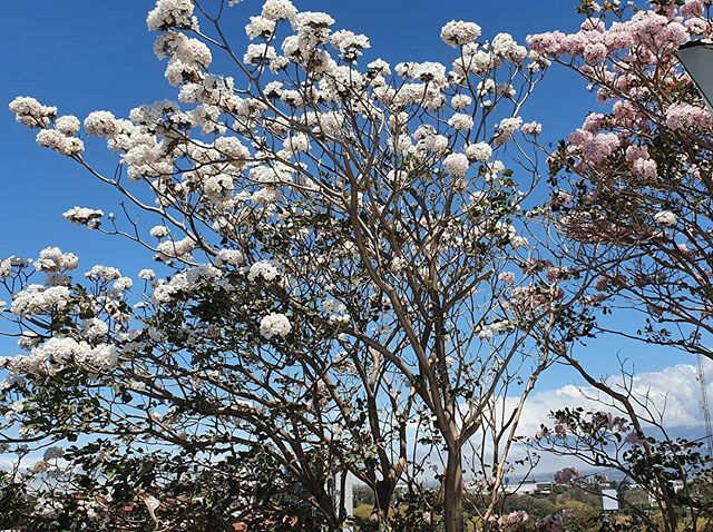 adrianagerman's tweet photo. Agradecidos por esta maravillosa vista de hoy desde la ventana🌿🌿🌿 "Nacemos para manifestar la gloria de D-os que esta dentro de nosotros mismos. Y cuando dejamos que nuestra luz brille, inconscientemente les permitimos a los demás hacer lo mismo. Cua… https://t.co/loau9P8h0L https://t.co/KPMwkhtinj