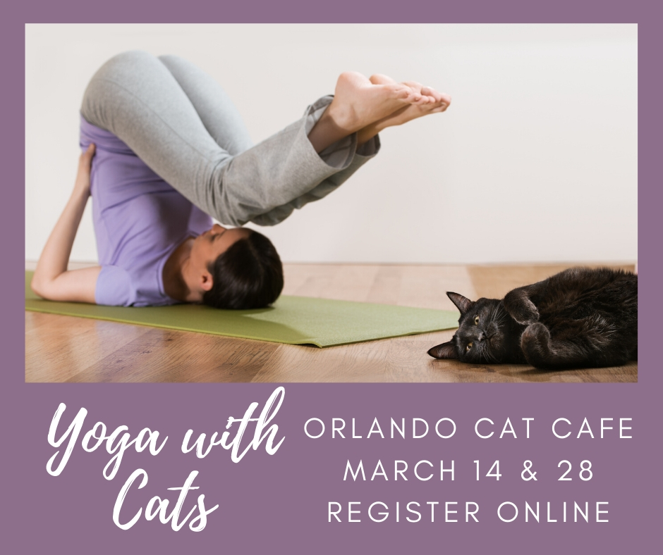 spcafl's tweet photo. Have you tried #yoga with cats? There are two opportunities in March at the @OrlandoCatCafe! Visit https://t.co/wqLI91nRku for registration and more information. Namastray!
 
#CatYoga https://t.co/QoNvzOqsD8