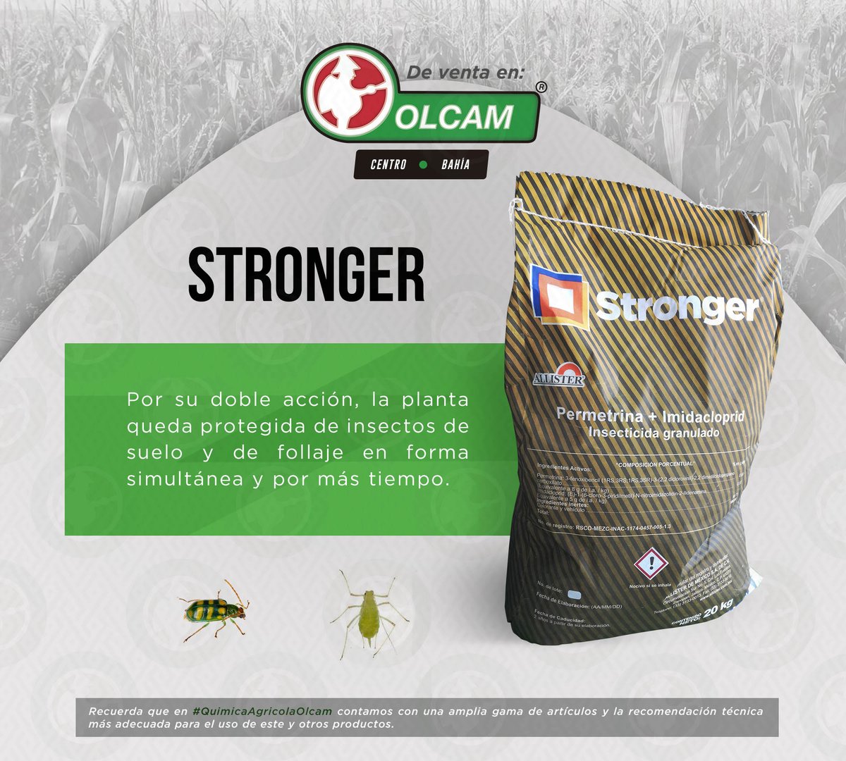 OlcamMX's tweet photo. #Stronger Reúne la acción de la Permetrina asi como el Imidacloprid además de su actividad sobre las plagas del suelo y plagas como pulgones, trips, mosca blanca, gusanos trozadores, grillos, etc.
Disponible para ti en #QuimicaAgricolaOlcam #Acapulco #Olcam #FelizMartes https://t.co/CWWISqphNY