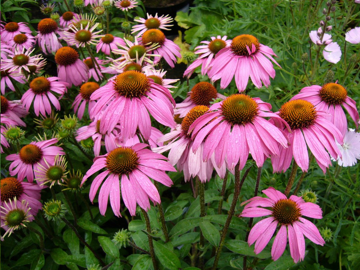 Purple coneflower (Echinacea purpurea) ROOTS on sale in March (not seeds) from Victoria's Secret Garden &amp; Nursery. bit.ly/37dbk2i