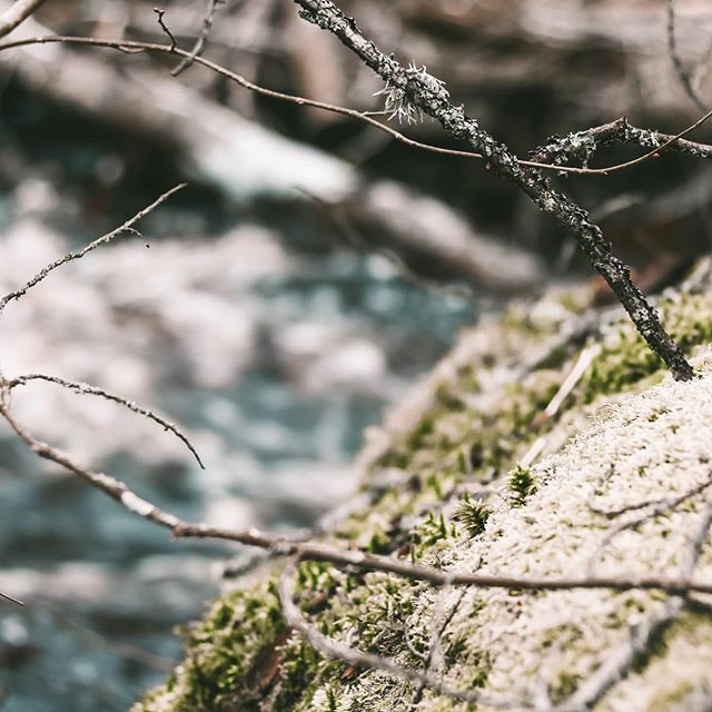 Vill så gärna ta tag i fotograferingen igen, men jag är sämst på att hitta inspiration...
--
#nature #naturephotography #photo #photooftoday #photograph #photography #bestoftheday #amazing #capture #focus #beautiful #picture ift.tt/38k0ic7