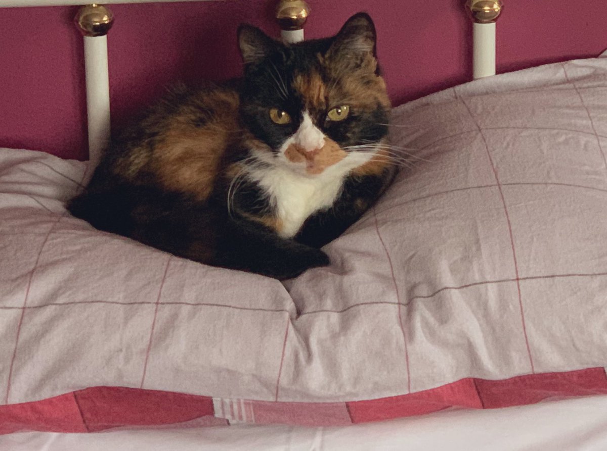LindaCHoward's tweet photo. When you do a mog headcount before heading upstairs, realise one is missing, search the house to no avail then remember she must’ve slipped into the garage when you were in it 2hrs ago!!! Poor H, 21-year-old cat traumatised again. 😾#FailedParenting #FaceOfRage https://t.co/lkrwZlM6CI