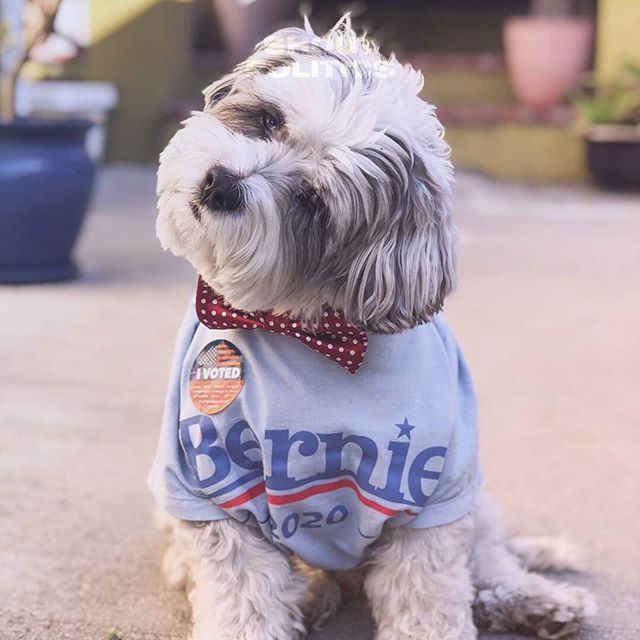 shoutpolitics's tweet photo. They have all shown their support for #BernieSanders! What are YOU waiting for?
#GoVote #RockTheVote #DogsForBernie #Bernie2020 #NotMeUs #OurRevolution #SuperTuesday #WithTheseHands #WithThesePaws #Democracy
📸 https://t.co/teH40nL84w via https://t.co/WAkpbOV78w https://t.co/SlsJziNmE4