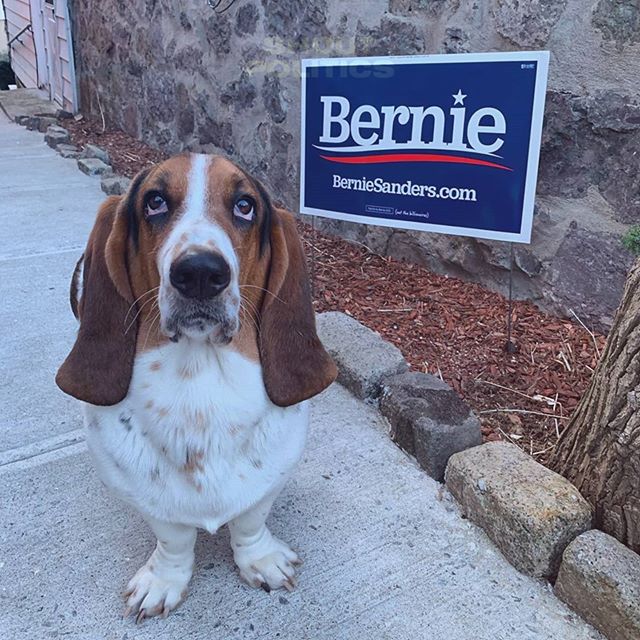shoutpolitics's tweet photo. They have all shown their support for #BernieSanders! What are YOU waiting for?
#GoVote #RockTheVote #DogsForBernie #Bernie2020 #NotMeUs #OurRevolution #SuperTuesday #WithTheseHands #WithThesePaws #Democracy
📸 https://t.co/teH40nL84w via https://t.co/WAkpbOV78w https://t.co/SlsJziNmE4