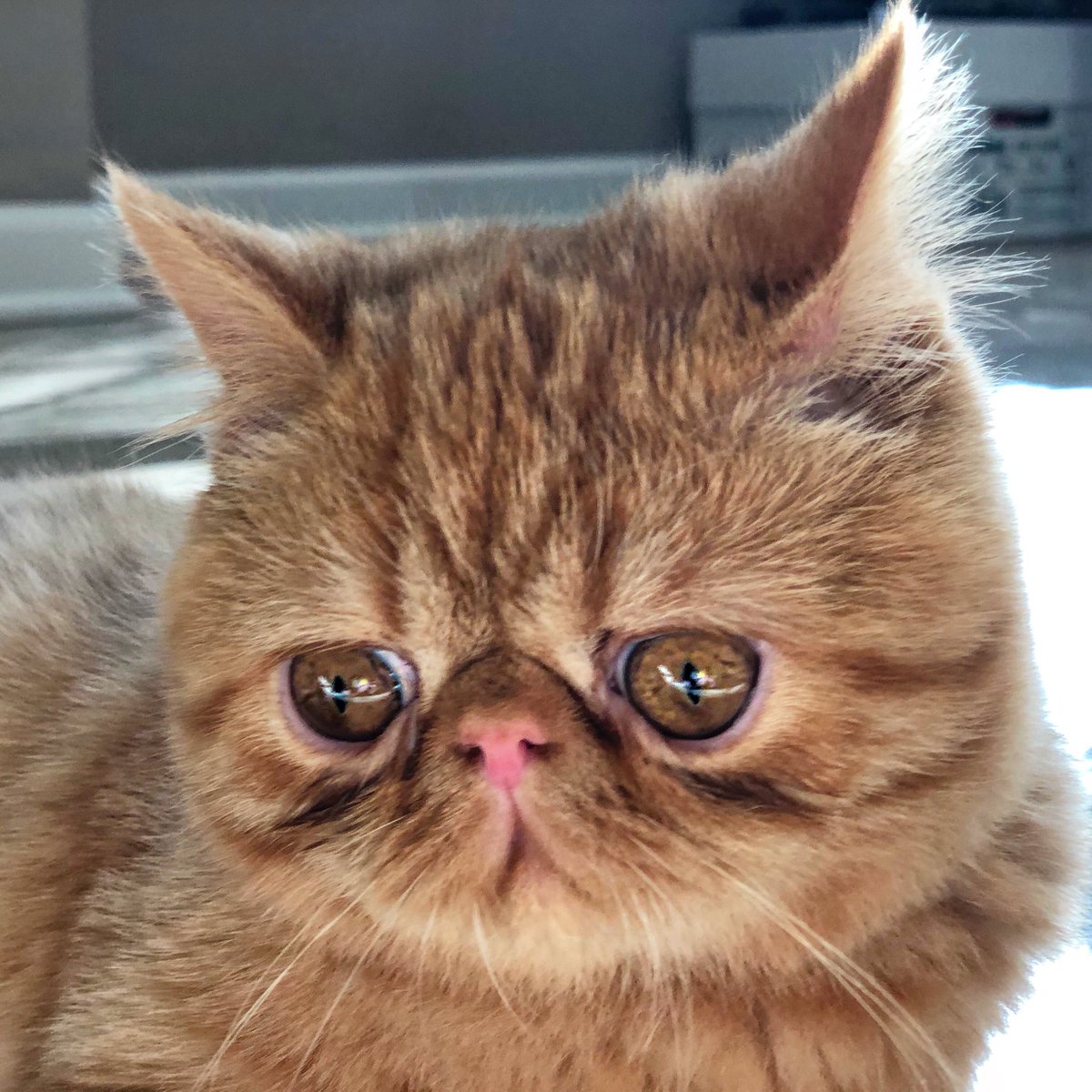 Trying to find the perfect picture for #TwitterWeek like 🥺 <a href="/catsofinstagram/">Cats of Instagram</a> #catsofinstagram #Rufus🔥