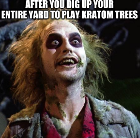 kratomtweets's tweet photo. You can grow Kratom without digging up your entire back yard. 😂
#iamkratom #kratom https://t.co/Affq4nQomw