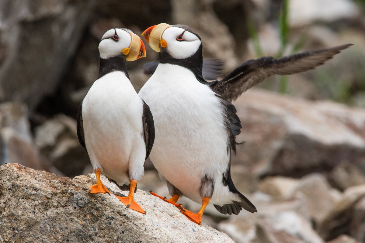 Nikonusa These 𝗽𝘂𝗳𝗳𝗶𝗻𝘀 Are Serious Relationshipgoals Meaghan Trust With D810 Af S Nikkor 400mm F 2 8e Fl Ed Vr Lens T Co Qfqv0axmu0 Nikonusa These 𝗽𝘂𝗳𝗳𝗶𝗻𝘀 Are Serious Relationshipgoals Meaghan Trust With D810 Af S Nikkor 400mm F 2 8e Fl Ed Vr Lens T Co Qfqv0axmu0