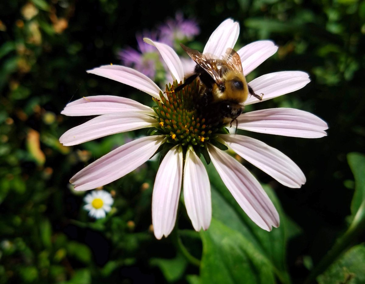 Happy World Wildlife Day! Coneflowers are a great native plant that provides food for multiple critters, like bumble bees and birds, but also looks beautiful in the garden. Support your local wildlife with a wide variety of native plants.
#SmithsonianGardens #WWD2020