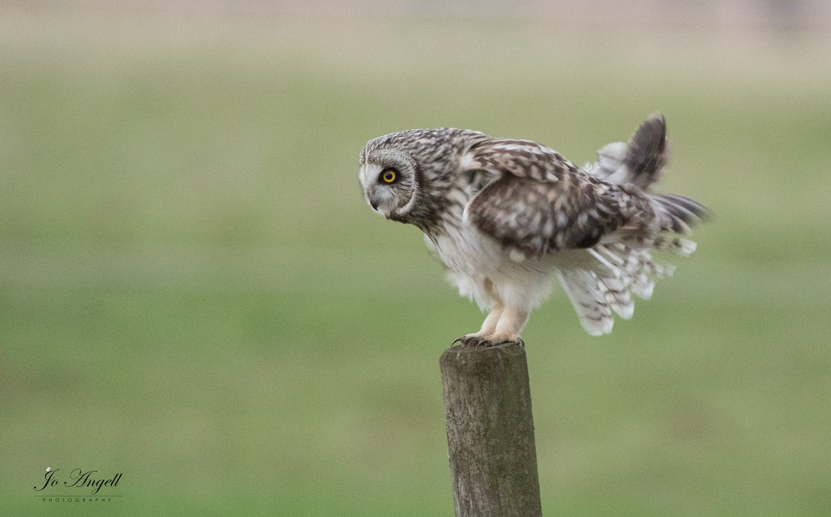joangell5's tweet photo. The feather ruffle

SEO having a good shake https://t.co/Mol9g9zQhy