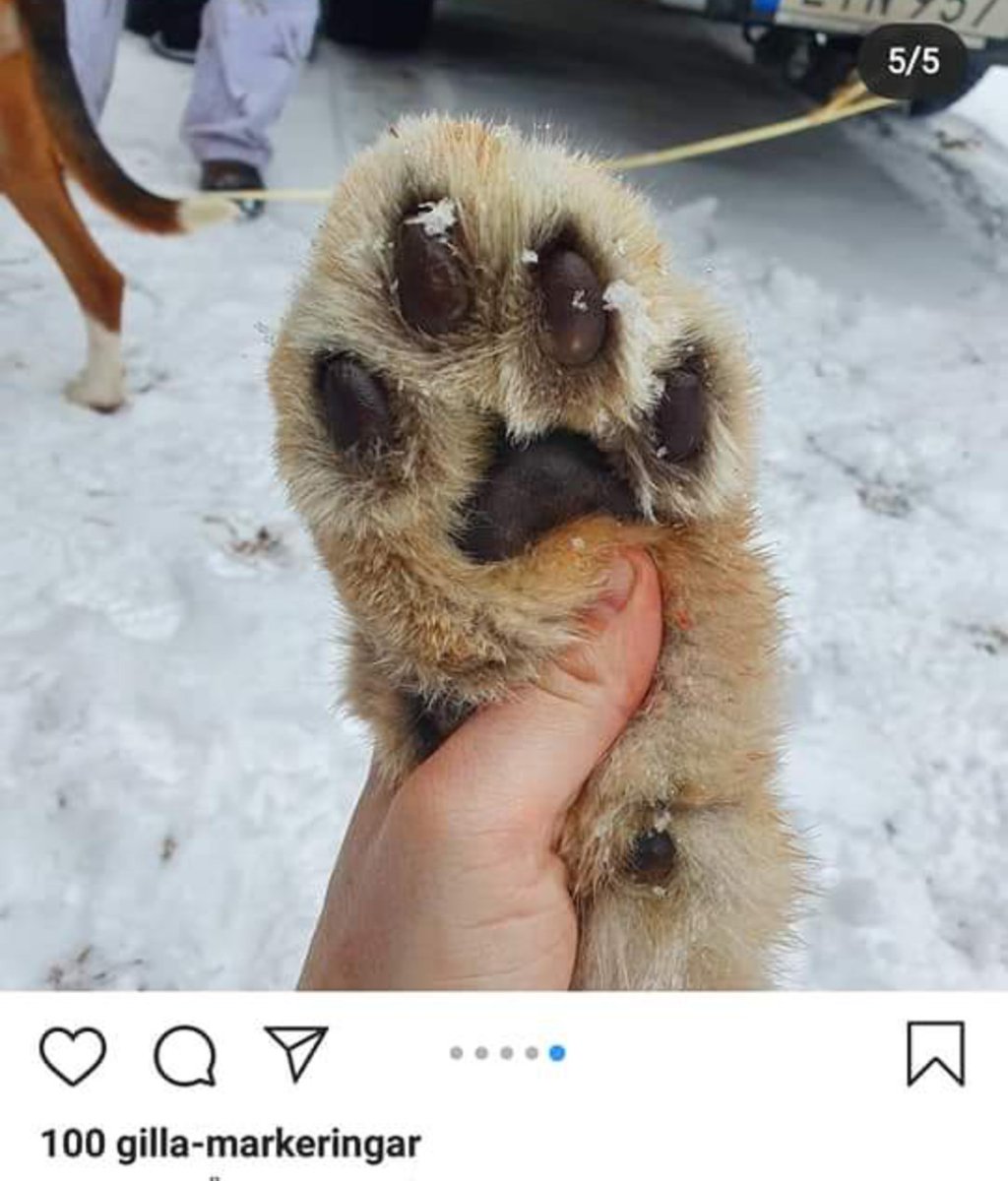 RevolutionRov's tweet photo. Dagens 3/3 uppdatering ang. Lodjursjakten.
Återstår 45 lodjur att skjuta
5 län har avslutat jakten då kvoten är fälld.Totalt 63 lodjur har fällts
Kalmar och Västernorrland har det inte fällts några ännu
#shameonSweden #stoppalodjursjakten #bantrophyhunting #exposetrophyhunters https://t.co/ET7PfyG7id