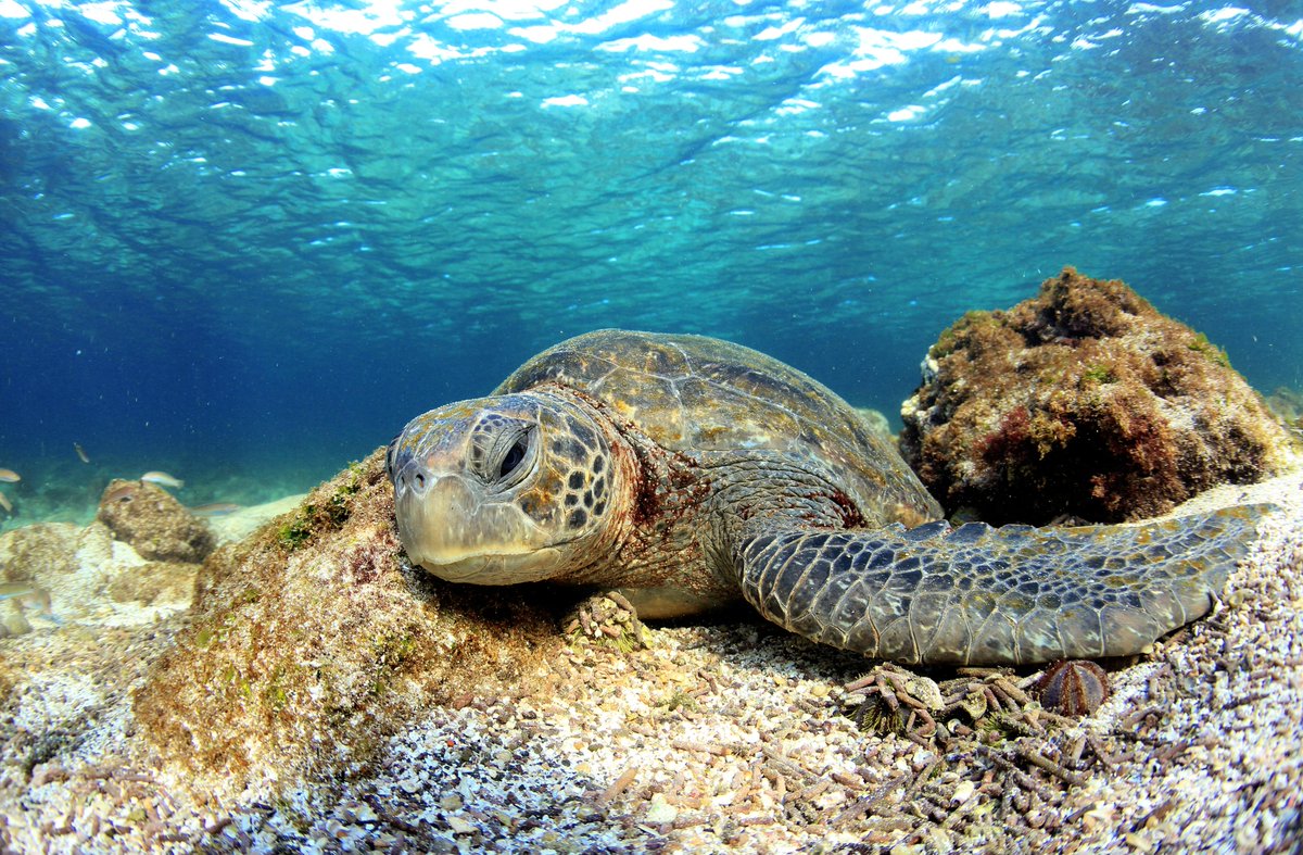 Happy #WorldWildlifeDay! 

The theme for this year is #SustainingAllLifeOnEarth. As scuba divers, we are incredibly lucky to spend our time swimming next to wildlife big and small. 

How do you plan to conserve the world's biodiversity this year? #WWD2020 #DoOneThingToday