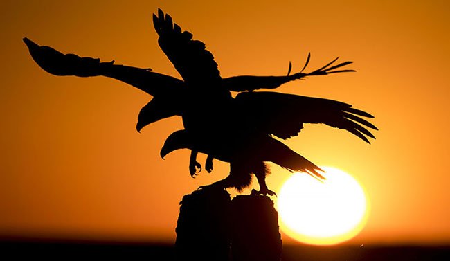 ZeissShrikes's tweet photo. Seeing as its #WorldWildlifeDay2020 we are happy to announce that the #ZeissShrikes will be walking the event in Israel. 
Its more environmentally friendly and it will give us a better chance to experience the beautiful landscape and wildlife around us!
#COTF20 #steppeupforeagles https://t.co/mMSvBytUnN