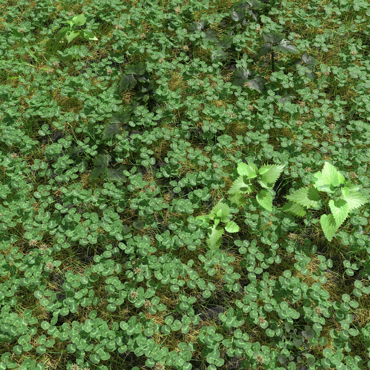 meshtraders's tweet photo. Awesome Plant Pack 3d asset by Kamil Burniak with #Blender and #Cycles available for sell at https://t.co/tCu9ofMaFz
#3d #meshtraders #gameart #lowpoly #environment #nature #vegetation #tree #grass #flower #Leaves #ground #green #jungle #Plant #Meadow #Dry #gamedev #forest https://t.co/nJZyuJQBMZ