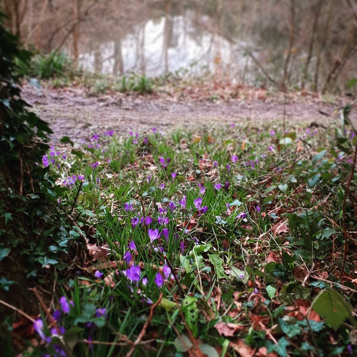 Some beautiful crocuses have popped up at Hurst Farm Pond. Pop along and take a look; with the clearance work we've been doing there, the bluebells are going to look amazing when they make an appearance!