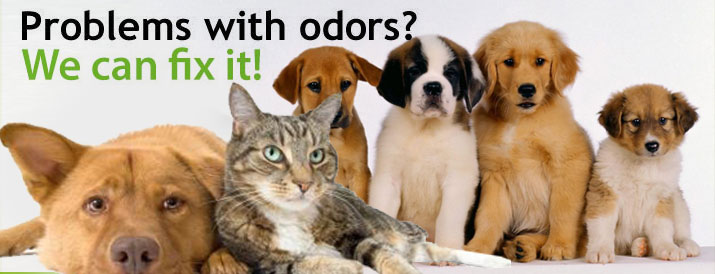 Pet Odor Removal Company in Temecula CA - bit.ly/39n3Ewe