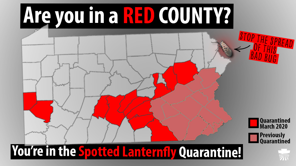 PAAgriculture's tweet photo. The #SpottedLanternfly is an invasive pest that poses a $17.7 BILLION threat to industries like hardwoods, apples, and grapes – along with your quality of life. If you see one, squash it! Then, be sure to report it!

Learn more: https://t.co/BGSVkxO1oQ https://t.co/Pf2EtDrQds