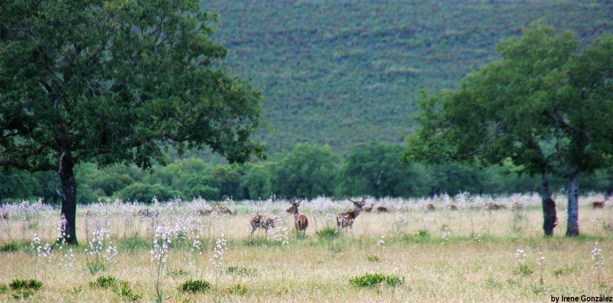 Nada mejor que el #DiaMundialDeLaNaturaleza para recorrer alguno de los 15 #ParquesNacionales.  <a href="/viajar/">Revista Viajar</a> <a href="/oapngob/">Parques Nacionales (OAPN)</a> <a href="/turismorural/">Festival de Turismo de Brumadinho Brumadinho</a> <a href="/PNGuadarrama/">Sierra de Guadarrama</a> <a href="/MonfraguePN/">PNMONFRAGUE</a> <a href="/elOrdenMundial/">El Orden Mundial</a> #Doñana #journalist #IreneGonzález <a href="/MedioAmbAND/">Consejería de Sostenibilidad y Medio Ambiente</a> 
viajar.elperiodico.com/destinos/parqu…