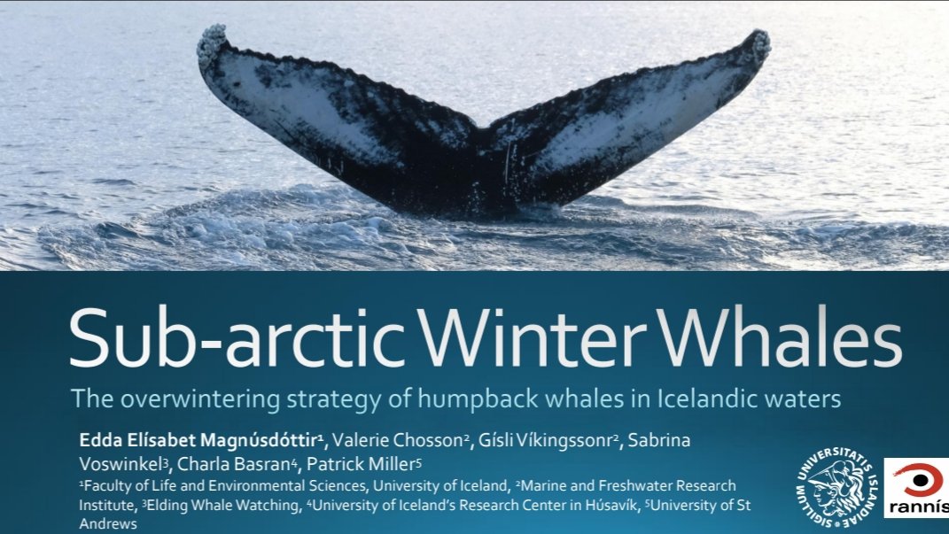 Today we proudly presented some of our #icelandicwinterwhale work at the #Oikos2020 conference in Reykjavik, Iceland and will continue tomorrow. Humpback whale winter occurrence, isotope niches in Iceland and sociality are the highlights from our study this year.