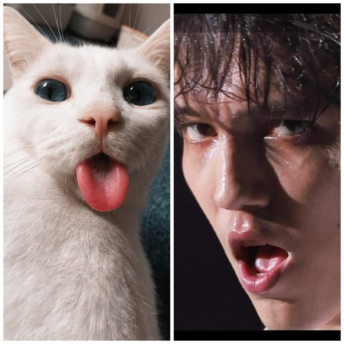 Lia_Dear_'s tweet photo. Meowwwwwww
#DimashKudaibergen #DIMASHJUSTPHOTO https://t.co/3u2lNIa5CB