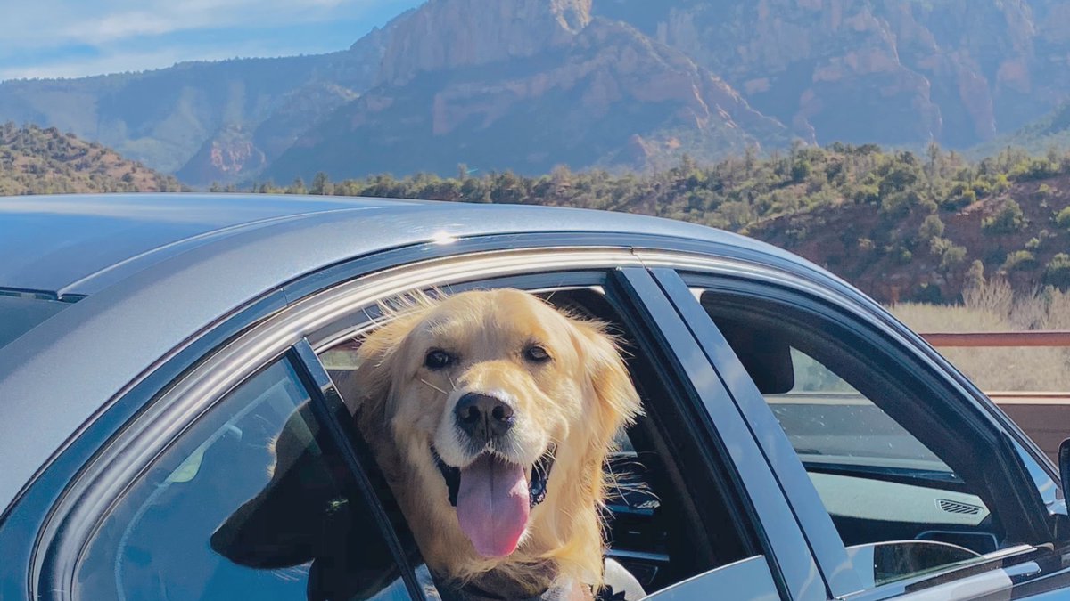 GoldenWoofs's tweet photo. Woofs! #ad Time for #SpringBreak vacation with your dog 🐶🚘 sharing our favorite #dogfriendly destinations + @Autotrader_com must have car tech features for your stress-free and funtastic #roadtrip with your dog https://t.co/K3aWtopjDZ #Autotrader #DriveIntoSpring #LifeInDrive https://t.co/K6cg6w6wxb