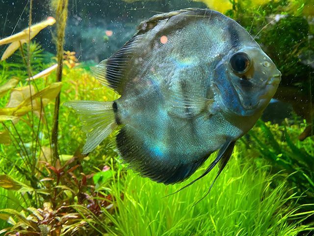 99+ Aquarium Design Hashtags Gratis Terbaru