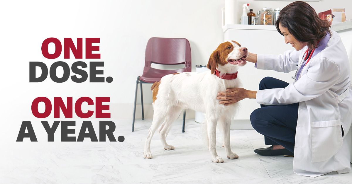 mhumane's tweet photo. Declutter your reminders. Talk to an MHS vet today about #ProHeart12 from @ZoetisUS, the only once-yearly injection to prevent heartworm disease in dogs. Call 866-648-6263 to book your appointment today. https://t.co/et0DLRGdMJ https://t.co/94rMnZfhmZ