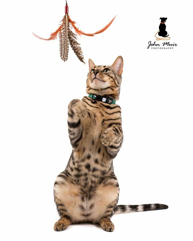 J0HN__'s tweet photo. 🙀😻🐈 .

Wait, wait, wait...John, I'm pretty sure that's not a dog!!! .

That's right! In preparation for @pablo.and.co 's super exciting cat range launch, we had this handsome man ( @thor_the_bengal_9 )' suit-up and grace us with this modeling prowess 😎. .

If you're yet … https://t.co/RYdttRBDFi