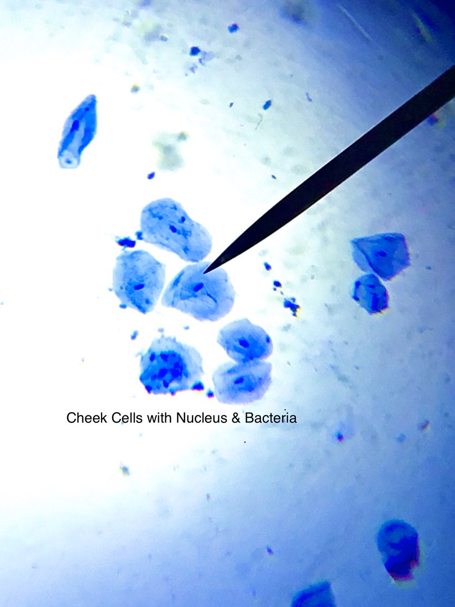 PepScienceSpot's tweet photo. Cell Lab run through to see possibile results before trying with students. Dark small dots inside blue dots=cell nucleus (from the inside of my cheek-yes I know it is gross!) Tiny bacteria appear as barely visible blue dots. #ephithelialcells #biology #SelectedTopicsinScience https://t.co/mwK7iIf7zH